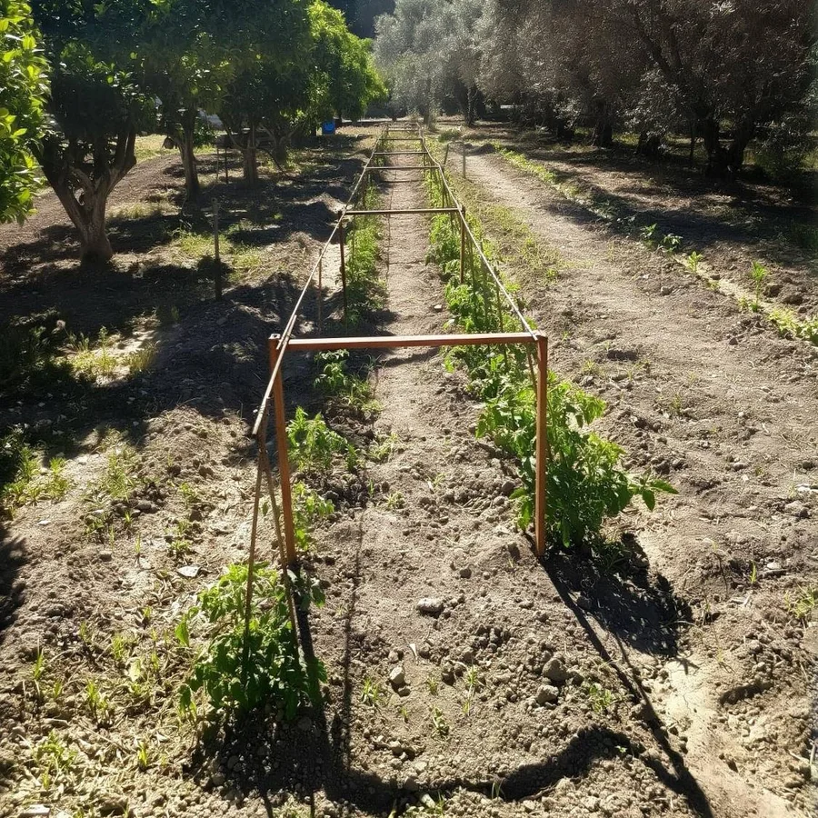 Rows of young plants in the vegetable garden